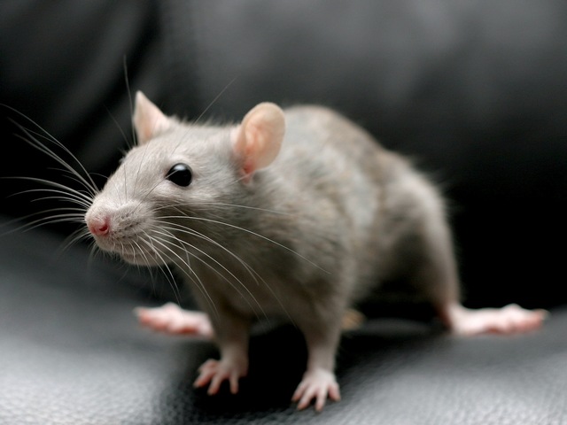 Все о крысах в Хотьково | ЗооТом портал о животных