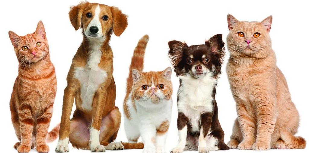 Доска объявлений о животных | ЗооТом - продажа, вязка и услуги для животных в Хотьково