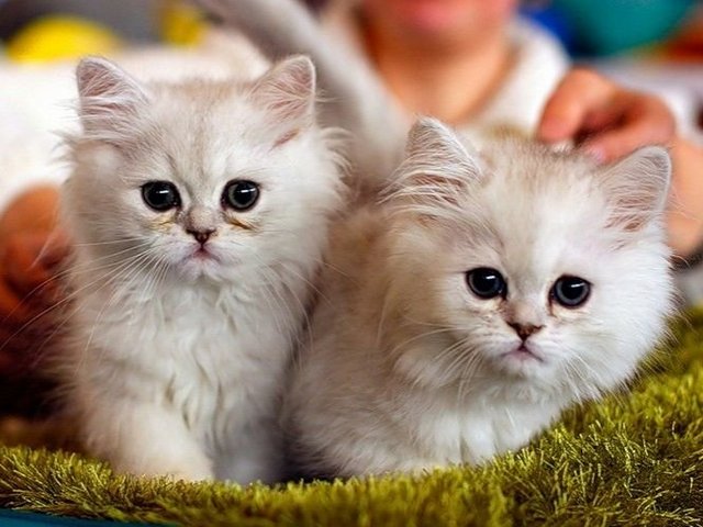 Породы кошек в Хотьково | ЗооТом портал о животных
