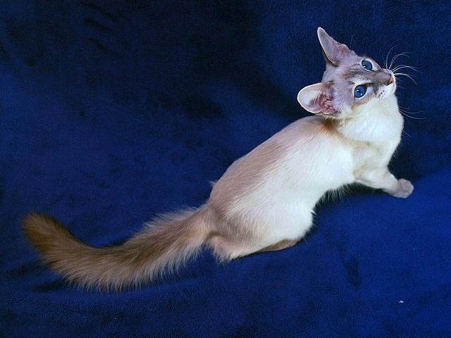 Выведенные породы кошек в Хотьково | ЗооТом портал о животных