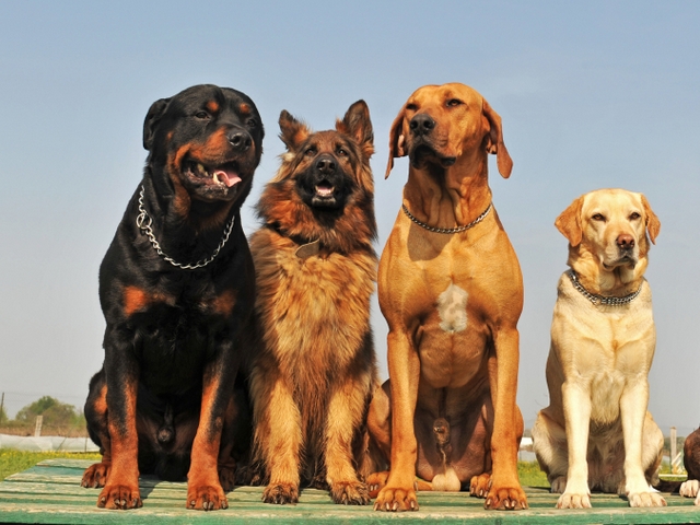 Крупные породы собак в Хотьково | ЗооТом портал о животных